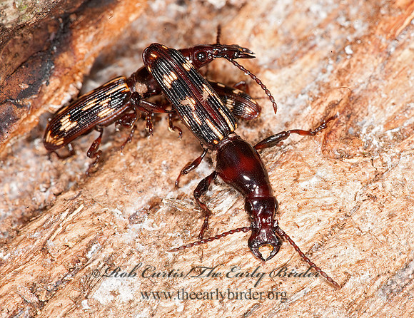 Arrhenodes minutus 8032948z