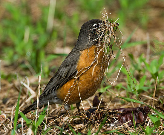 Turdus migratorius  AMERICAN ROBIN 7016106z