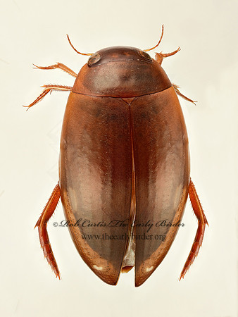 Ilybius   AGABINI DIVING BEETLE 9019639z
