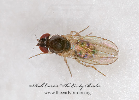 Mycodrosophila dimidiata  VINEGAR FLY 6011488z