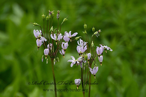 Dodecatheon meadia  SHOOTING STAR 3042319-z