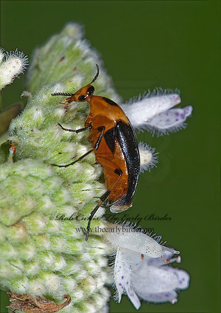 Macrosiagon limbata 7012017z