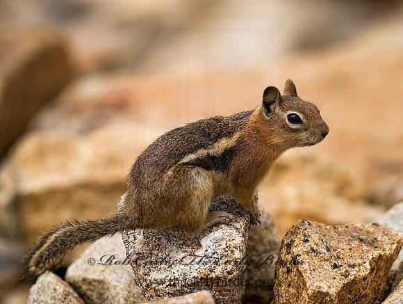 Callospermophilus lateralis  GOLDEN MANTLED SQUIRREL 6027366z