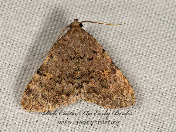 Idia aemula  COMMON IDIA MOTH 9066406z
