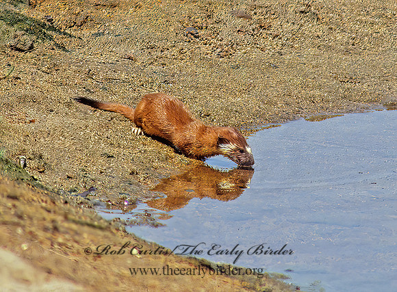 Neogale frenata  LONG-TAILED WEASEL 111207z