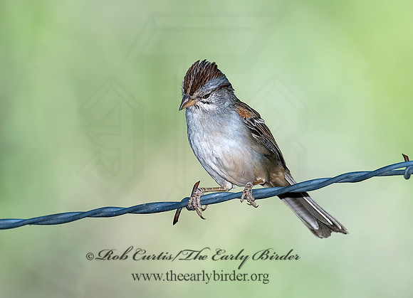 Peucaea carpalis  RUFOUS-WINGED SPARROW 7007931z