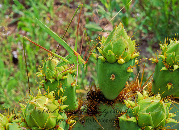 Arethaea grallator  STILT-WALKER KATYDID  49532z