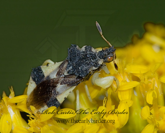 Phymata pennsylvanica  PENNSYLVANIA AMBUSH BUG 5002535z