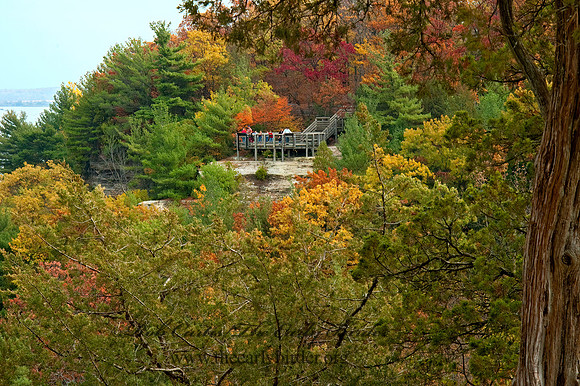 FALL FOREST SCENE 5016978z
