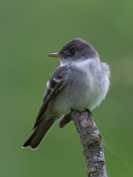 Empidonax TRAILL'S FLYCATCHER 9077233z