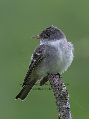 Empidonax TRAILL'S FLYCATCHER 9077233z