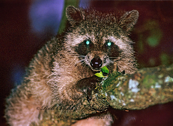 Procyon lotor  RACCOON 251503 z