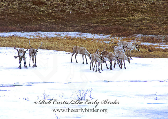 Rangifer tarandus  CARIBOU 235425z