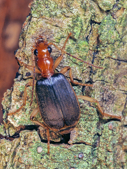 Brachinus cordicollis  175214z