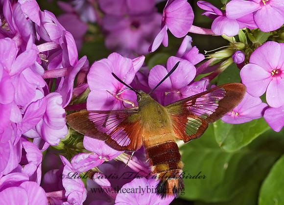 Hemaris thysbe  HUMMINGBIRD CLEARWING MOTH 5012216z