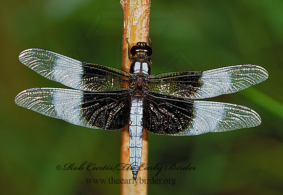 Libellula luctuosa WIDOW SKIMMER 181322