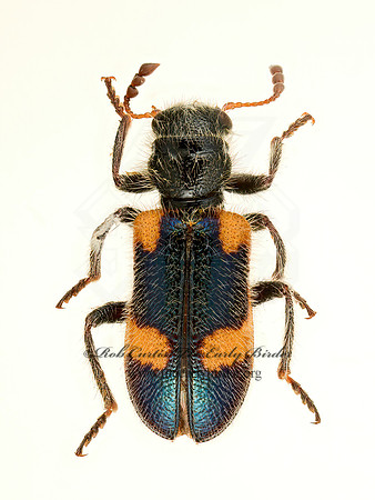 Aulicus apachei  CHECKERED BEETLE 9020645z