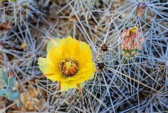 Grusonia aggeria  BIG BEND PRICKLY-PEAR 71322z
