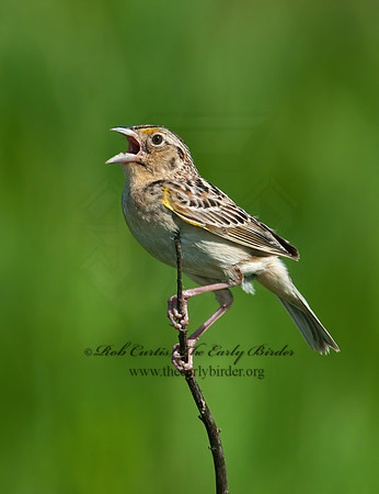 Ammodramus savannarum  GRASSHOPPER SPARROW 3008473z