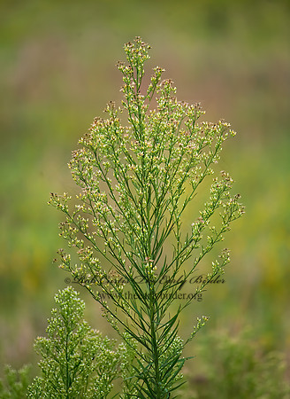 Conyza canadensis  HORSEWEED 8008762z