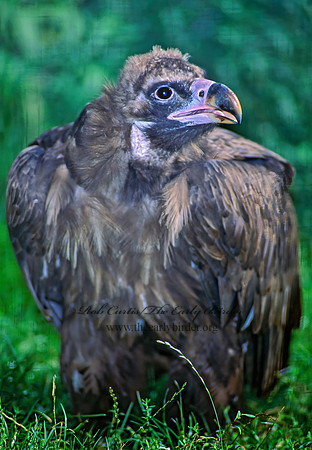 Aegypius monachus  CINEREOUS VULTURE 79228-1z