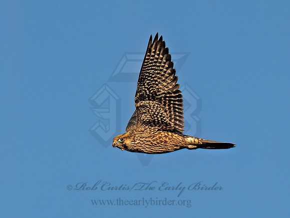 Falco peregrinus PEREGRINE FALCON 9091558z