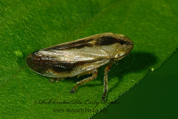 Philaenus spumarius  MEADOW SPITTLEBUG 4003313z