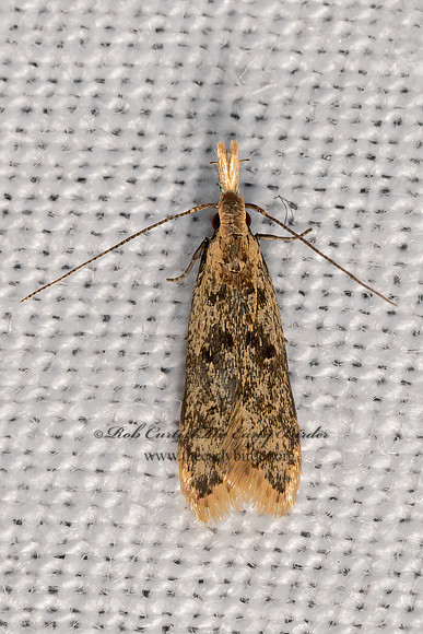 Dichomeris punctipennella  TWIRLER MOTH 3028381z