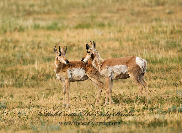 Antilocapra americana  PRONGHORN 7011591z