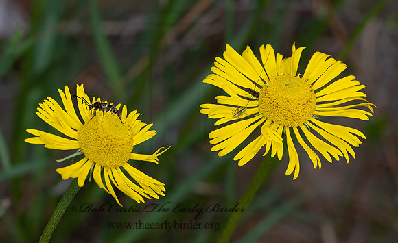 Helenium drummondii  FRINGED SNEEZEWEED 3028332z