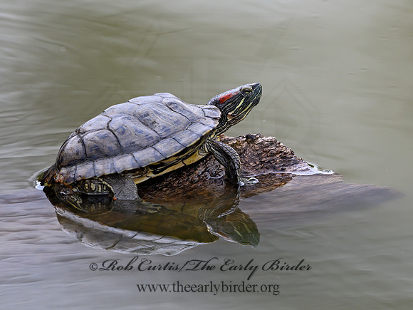 Trachemys scripta elegans  RED-EARED SLIDER  1301203z