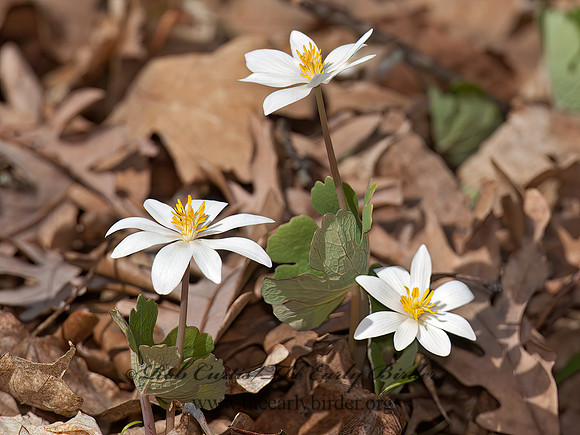 Sanguinaria canadensis  BLOODROOT 8032723z