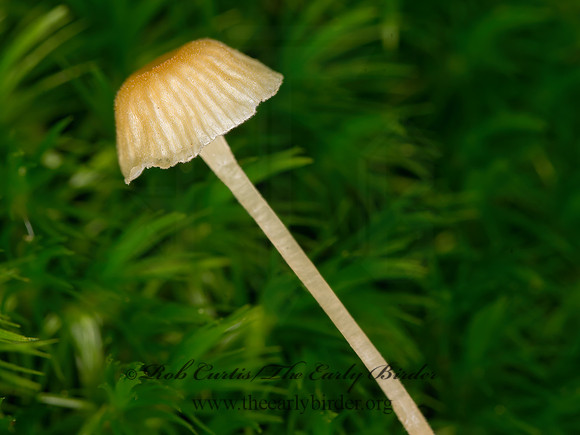 Rickenella fibula   REPETOBASIDIACEAE MUSHROOM 9042077z