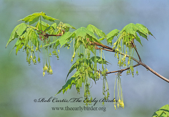 Acer saccharinum  SILVER MAPLE 280209z