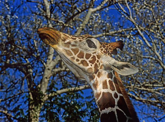 Giraffa camelopardalis rothschildii  ROTHCHILD'S GIRAFFE 293906z