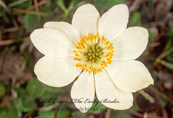 Anemone narcissiflora   NARCISSUS ANEMONE 240526z