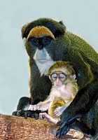 Cercopithecus neglectus DEBRAZZA'S MONKEY 6018559z