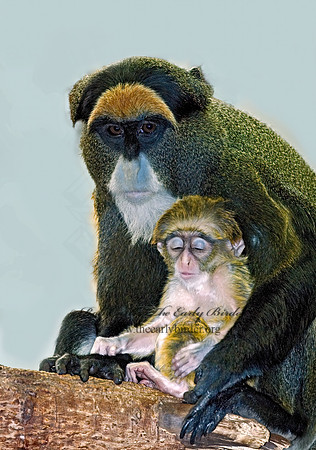 Cercopithecus neglectus  DEBRAZZA'S MONKEY 6018559z