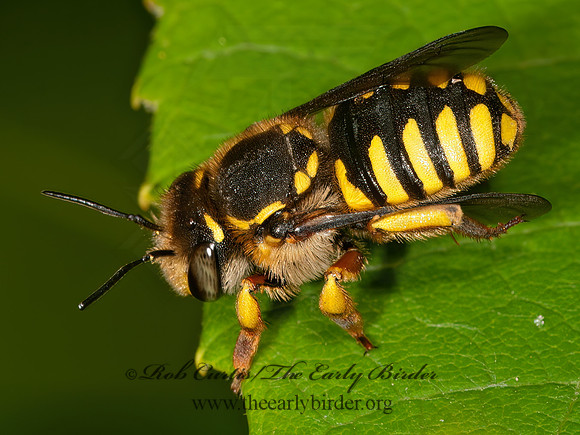 Anthidium manicatum  EUROPEAN WOOL-CARDER BEE 3013333z