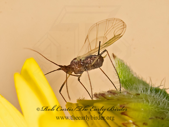 Macrosiphini  MACROPSIPHINI APHID 3026252z