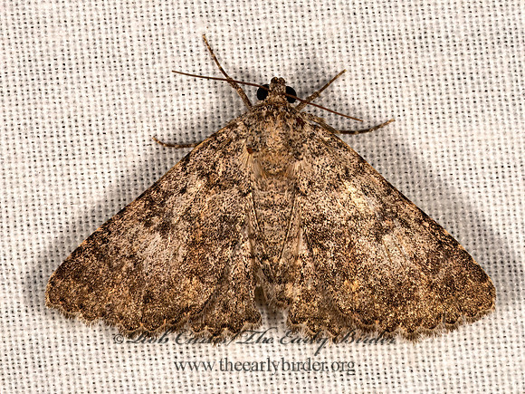 Matigramma  OMOPTERINI EREBID MOTH 3038151z
