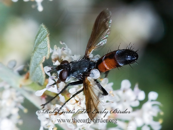 Cylindromyia  TACHINID FLY  7009890z