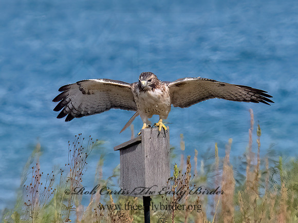 Buteo jamaicensis RED-TAILED HAWK 9084782z