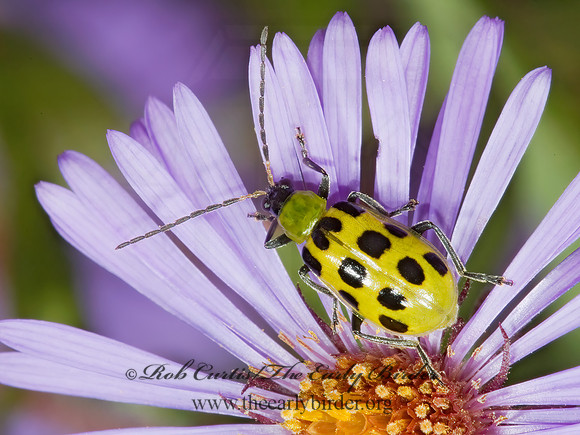 Diabrotica undecimpunctata  12-SPOTTED CUCUMBER BEETLE 5002916z