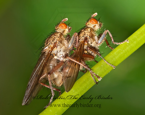 Scathophaga furcata DUNG FLY 3010149z