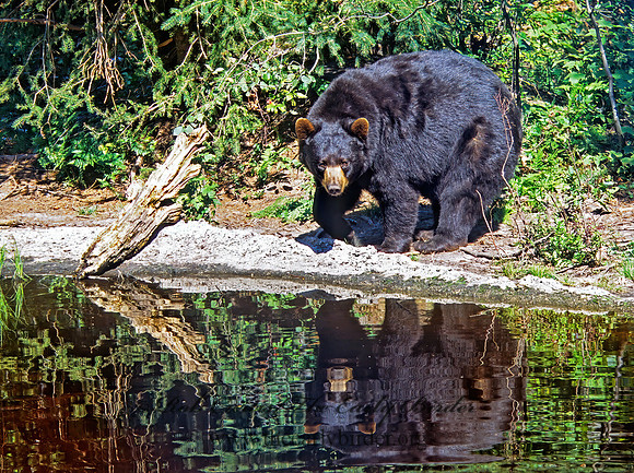 Ursus americanus  BLACK BEAR  302432z