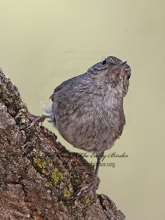 Thryomanes bewickii  BEWICK'S WREN 3037266z