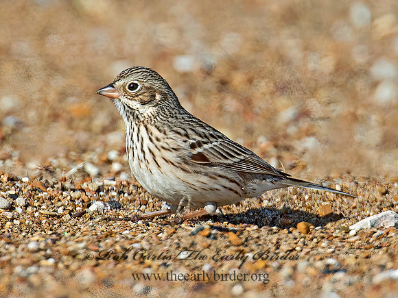 Pooecetes gramineus  VESPER SPARROW  9009514z