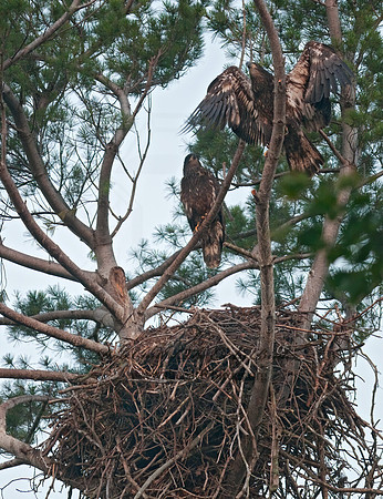 Haliaeetus leucocephalus  BALD EAGLE 3002804z