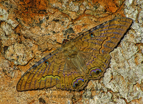 Ascalapha odorata BLACK WITCH MOTH 18034z